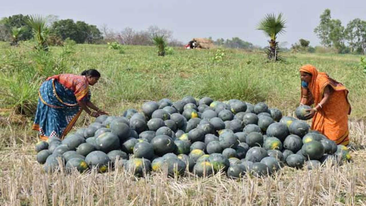 bhitarkanika eco tourism